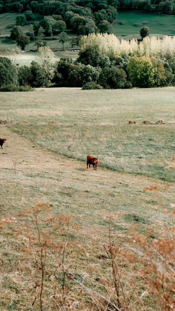 Agricole, Foncier et Forestier
